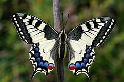 0601a4sm-6d99-242x161.jpg