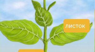Пізнавальна лінія розвитку "Будова рослин"