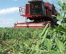 На Миколаївщині почали збирати горох - AgroTimes