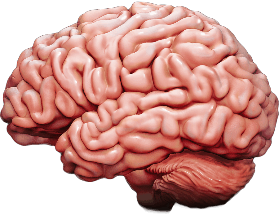 Interactive Brain - How Injury Can Affect the Brain | BrainLine