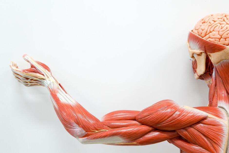 Arm Muscle Anatomy and Function
