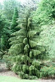 Плакуча ялина "Бреверіана" Picea "Breweriana" | Terra Plants