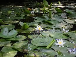 Латаття біле (Nymphaea alba L.). » НПП "Нижньодніпровський"