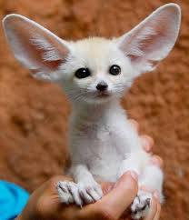 Лисиця фенек | PetsExotic