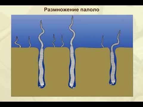 Размножение палоло. Биология для школьников