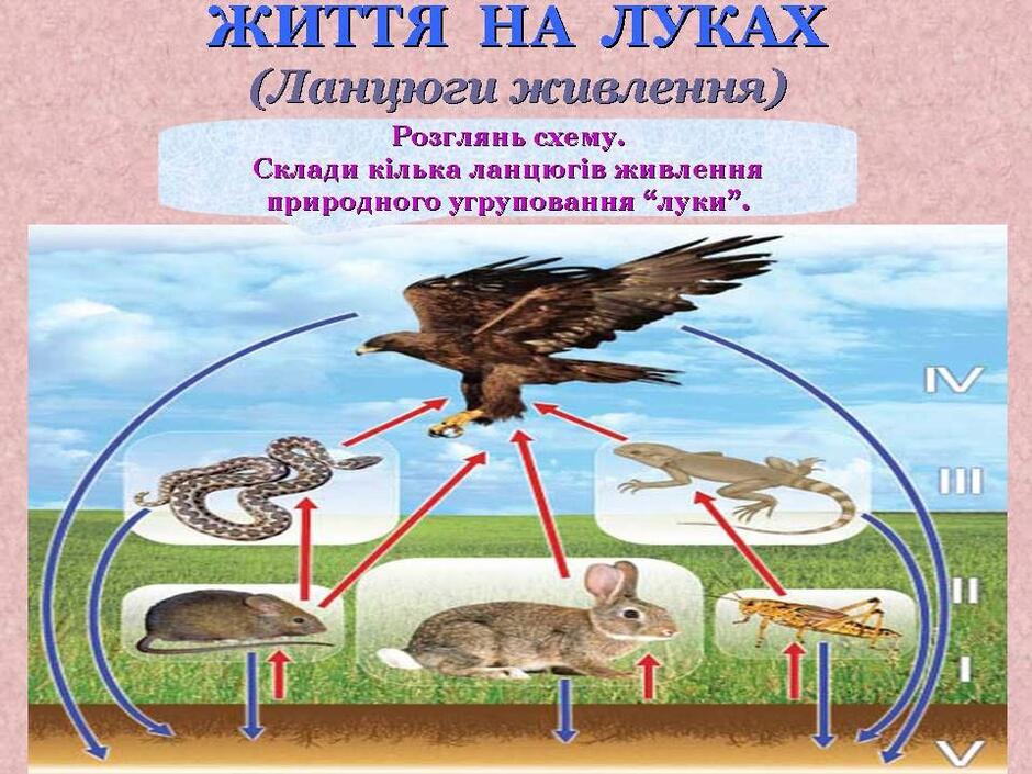 Луки (ланцюги живлення) | Природоведение, География, Обучение