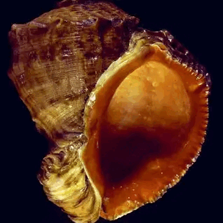 0601arpi-96d9-318x318.png