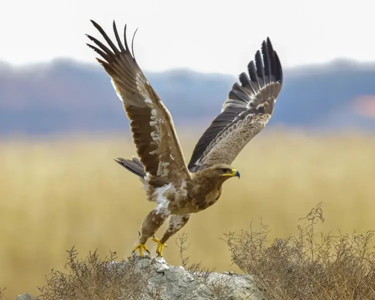 0601av0k-6f81-750x600.webp