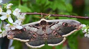 Безхребетні тварини. 🐛🦋🐞🕷️🦂🐌🦑🦐🦀🐙Пізнаємо природу 5 клас НУШ