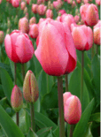 0601awr6-f3d9-114x155.png