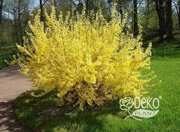 Квітучий кущ Forsythia Intermedia (Форзиція Середньоросла) - Квітучі кущі - Саджанці троянд, ягідних, фруктових та декоративних культур - Dekoplant
