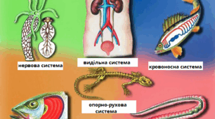 Процеси життєдіяльності тварин