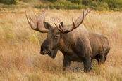 0601b7ri-03fc-173x116.jpg