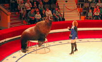 Circus Insurance Solutions - Get a Quote - XINSURANCE