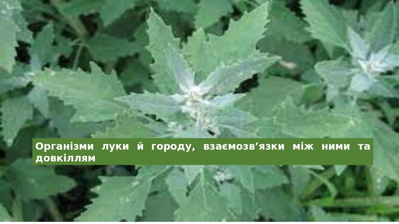 Організми луки й городу, взаємозв’язки між ними та довкіллям