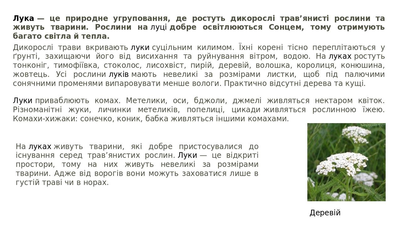 Лука — це природне угруповання, де ростуть дикорослі трав’янисті рослини та живуть тварини. Рослини на луці добре освітлюються Сонцем, тому отримую...