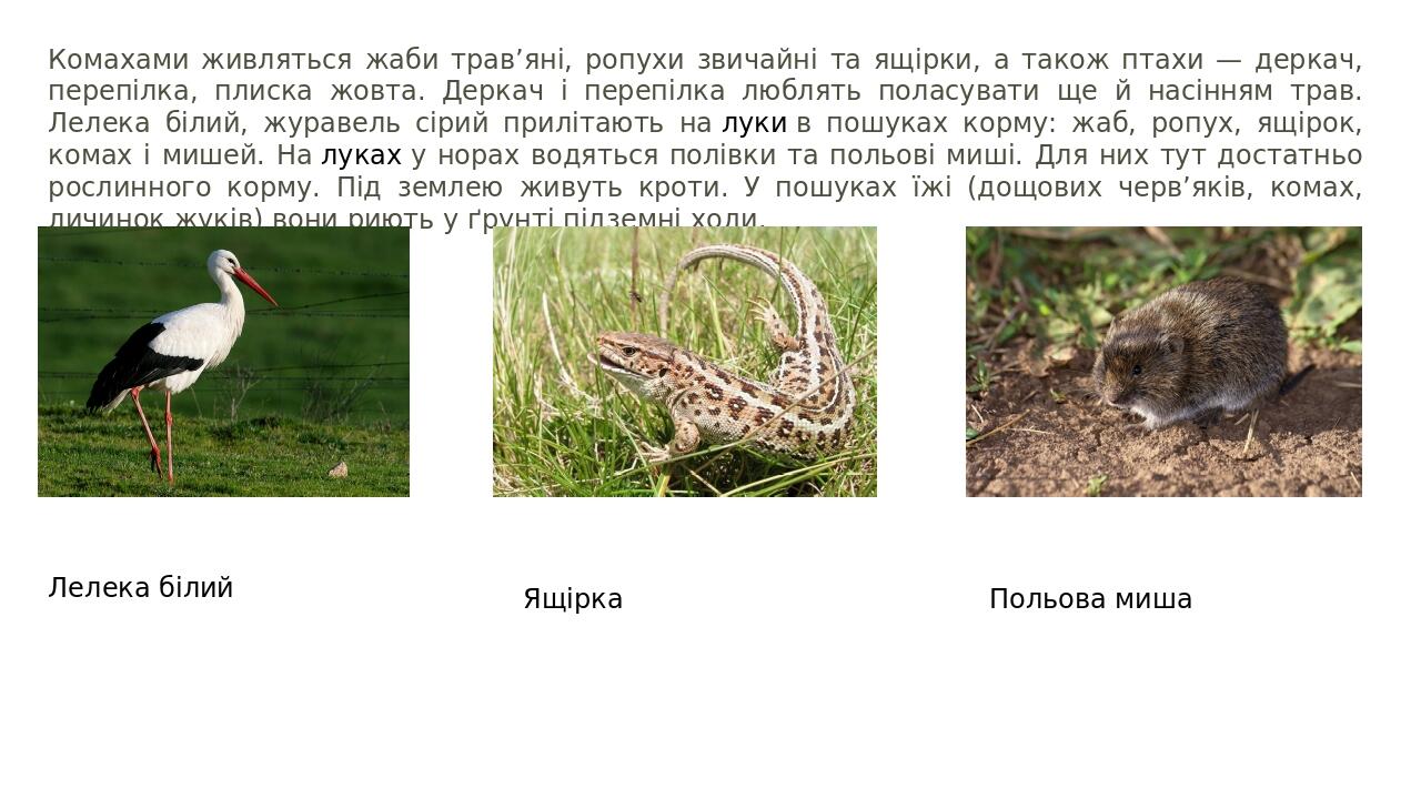 Комахами живляться жаби трав’яні, ропухи звичайні та ящірки, а також птахи — деркач, перепілка, плиска жовта. Деркач і перепілка люблять поласувати...