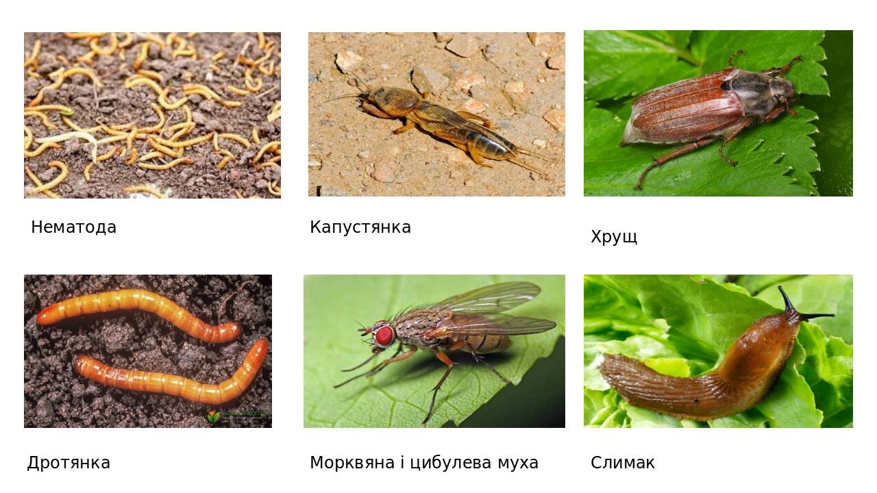 Нематода Капустянка Дротянка Морквяна і цибулева муха Хрущ Слимак