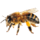 0601bfp5-dfaf-57x57.png