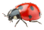 0601bfp6-9d10-62x43.png