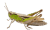 0601bfp8-bb31-72x44.png