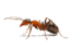 0601bfpg-23c5-66x44.png