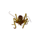 0601bfpk-1c10-89x81.png
