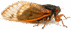 0601bfpn-47dc-71x30.png