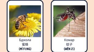 Китайська мова | Комахи