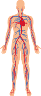 0601bkw8-aa75-86x198.png