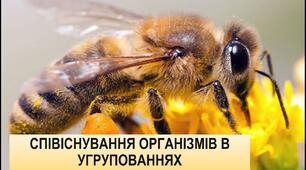 ПІЗНАЄМО ВЗАЄМОЗВ’ЯЗКИ У ПРИРОДІ. УЗАГАЛЬНЕННЯ.