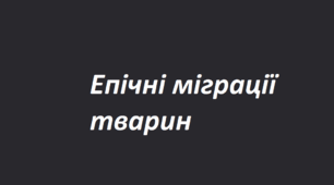 "5 довгих міграцій тварин"