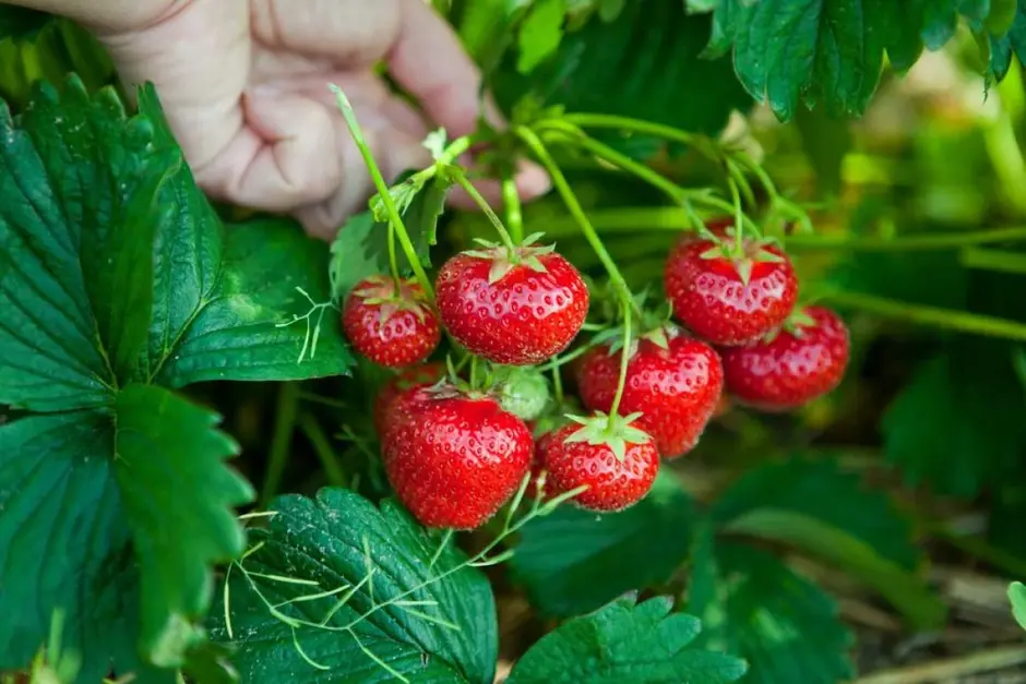 0601bwfs-41a4-940x627.webp