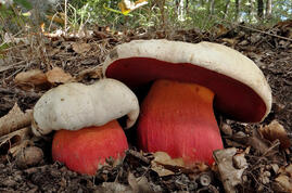 Чортів гриб (Rubroboletus satanas) — фото та опис гриба 🍄