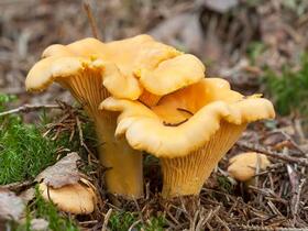Chanterelles (Cantharellus Cibarius) Frozen - Njordas