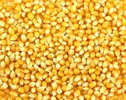 Кукурудза зерно корм для птиці 1 кг (ID#1833026712), ціна: 15 ₴, купити на Prom.ua