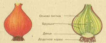 https://fs03.vseosvita.ua/0300qizx-93fa-587x241.png