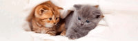 0601c0u2-6e05-200x60.png