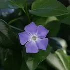 Vinca Major (or Minor) in bloom. Bay Area, California, USA.