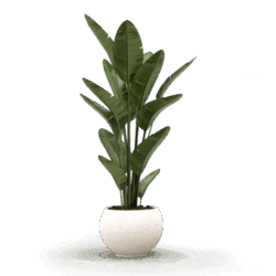 Indoor Plants PNG, Vector, PSD, and Clipart With Transparent Background for Free Download | Pngtree