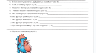 Самостійна робота з теми “Як кисень потрапляє в наш організм? Як рухається кисень і поживні речовини в нашому організмі?”