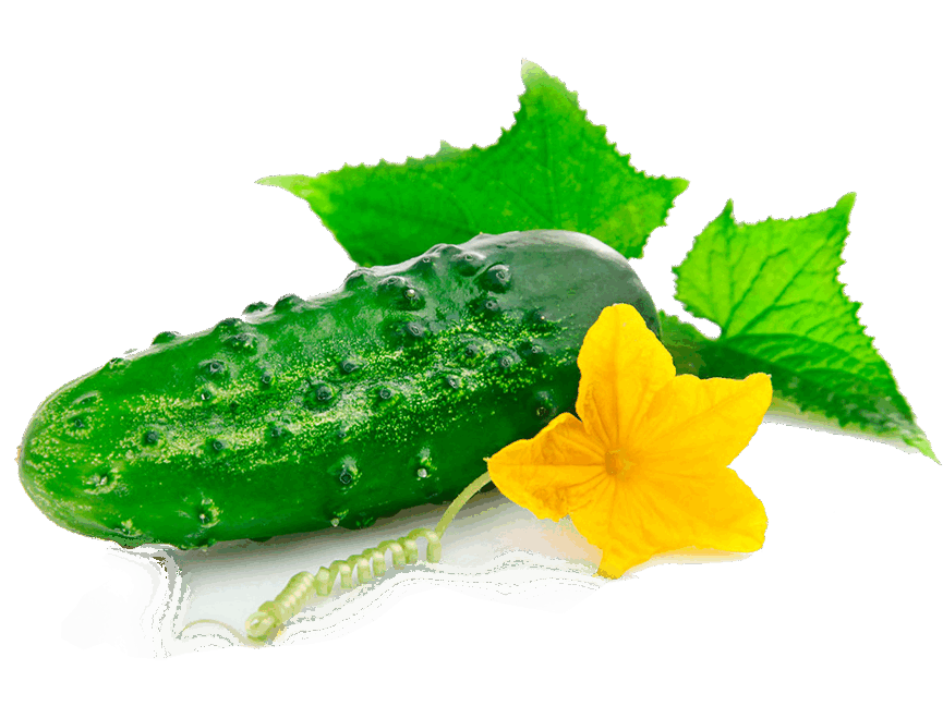 0601cdp8-8a54-865x648.png