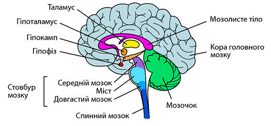 Частини головного мозку | Ask A Biologist