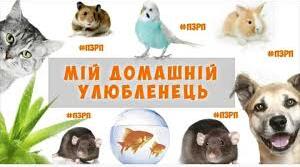 Спостерігаємо за домашніми улюбленцями.