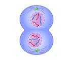 cdn.britannica.com/24/190924-050-102E85D9/mitosis-...