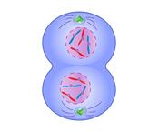 cdn.britannica.com/24/190924-050-102E85D9/mitosis-...