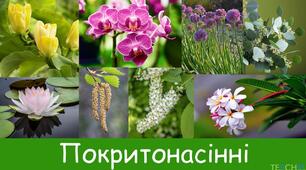 Покритонасінні, або Квіткові рослини