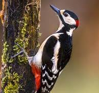 Great spotted woodpecker bird climbing in mossy tree and looking for...
