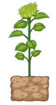 0601djb4-1090-115x216.png