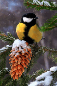 Синичка | Beautiful birds, Wild birds photography, Bird gif